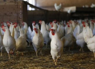 Region verordnet Stallpflicht für Risikogebiete