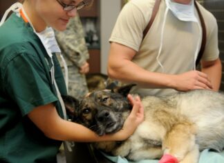 Für die Vierbeiner von Obdachlosen: Schirmherrschaft für Tierarztmobil der Uli Stein-Stiftung übernommen