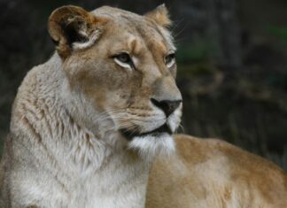 Erlebnis-Zoo trauert um Naima