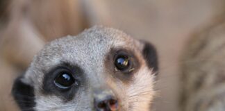 Erdmännchen im Erlebnis-Zoo Hannover