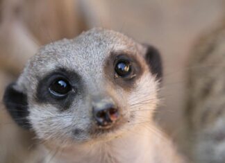 Erlebnis-Zoo hofft auf Unterstützung seiner Jahreskarten-Inhaber Erdmännchen im Erlebnis-Zoo Hannover
