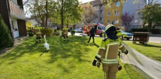 Feuerwehreinsatz Schwan