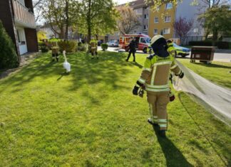 Einsatz für die Tierrettungsspezialisten der Feuerwehr aus Krähenwinkel Feuerwehreinsatz Schwan