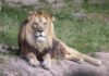 Löwe im Erlebnis-Zoo Hannove