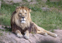 Erlebnis-Zoo Hannover auch über Weihnachten und Neujahr geöffnet Löwe im Erlebnis-Zoo Hannove