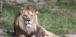 Löwe im Erlebnis-Zoo Hannove