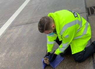 Bundesautobahn (BAB) 7: Verletzte Eule von Fahrbahn gerettet