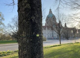 Schilder mit Nummern erleichtern die Pflege von Hannovers Bäumen