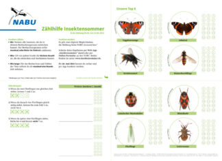 NABU-Insektensommer: Das große Krabbeln startet wieder Insektensommer