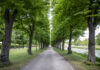 Allee