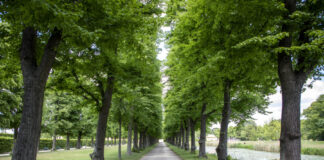 Allee