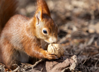 Zeitreise: 650 Jahre Eilenriede als hannoverscher Stadtwald Eichhörnchen
