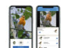 Hand mit Vogel-App