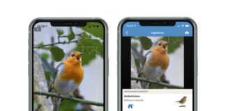 Hand mit Vogel-App