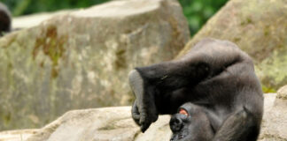 Gorilla