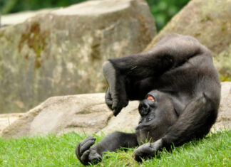 Inzidenz stabil unter 100: Ende der Testpflicht im Erlebnis-Zoo Gorilla