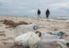 Plastikflaschen