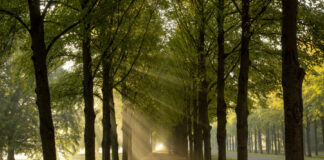 Allee Georgengarten Hannover