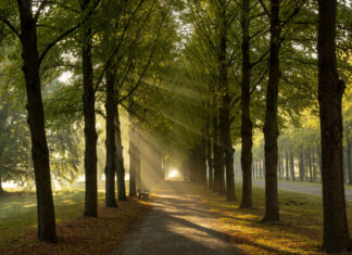 Geführtes Naturerlebnis: „Grünes Hannover 2021“ Allee Georgengarten Hannover