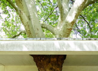 Dachöffnung am Seelhorster Friedhof erweitert Platane