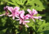 Pelargonie