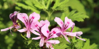 Pelargonie