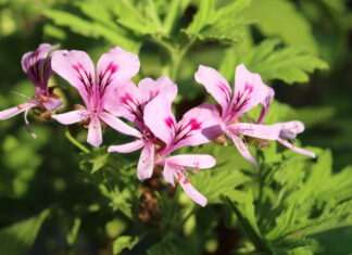 Termine: Der Juni in den Herrenhäuser Gärten Pelargonie