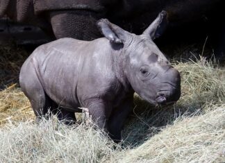 Der Serengeti-Park hat ein junges Dickhäuter-Trio! Nashornbulle Kai