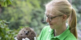 Tierärztin Karolin Schütte mit Igel