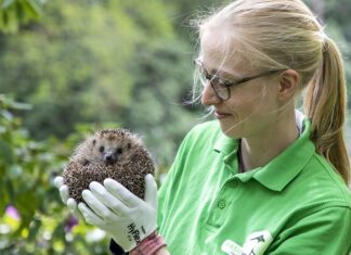aktion tier – Igelzentrum Niedersachsen wildert Igel auf Stadtfriedhof Stöcken aus Tierärztin Karolin Schütte mit Igel