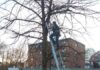 Fledermauskästen werden angebracht