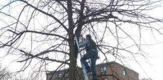 Fledermauskästen werden angebracht