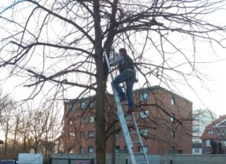 Kinder basteln neues Zuhause für Fledermäuse Fledermauskästen werden angebracht