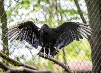 Ganz schön schräg Rabengeier