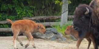 Bison