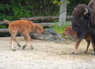 Doppelter Nachwuchs bei den Waldbisons im Erlebniszoo-Hannover Bison