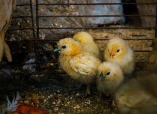 Statement des Verbandes der Zoologischen Gärten zur Küken-Entscheidung des Bundestages Küken