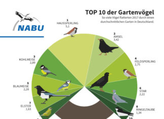 NABU: Blaumeise erholt, Haussperling und Amsel ganz oben Baumgrafik