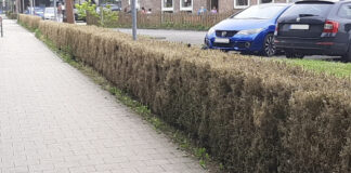 Buchsbaumhecke