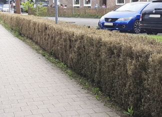 Buchsbaumhecken im Eingangsbereich der Heestern fallen dem Buchsbaumzünsler zum Opfer Buchsbaumhecke
