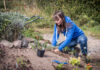 Anlage eines Naturgartens