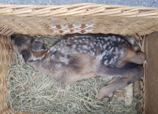 Stark geschwächtes Rehkitz auf Feldweg gefunden Rehkitz
