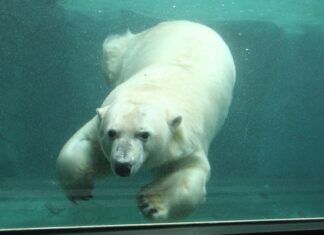 Auge in Auge mit Eisbären: Erlebnis-Zoo öffnet seine Unterwasserwelt Eisbärin Milana