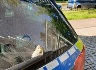 Lahe: Junge Blaumeisen erobern die Polizeidienststelle Meise Polizeiwagen