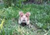 Hamster