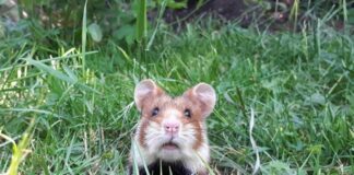 Hamster
