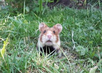Feldhamster zieht im Landwirtschaftsministerium ein Hamster