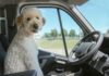 Hund im Auto
