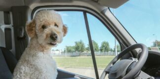 Hund im Auto