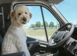 Mit Hund und Katze auf Reisen Hund im Auto